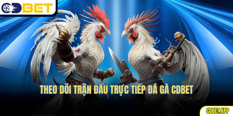 Theo dõi trận đấu trực tiếp đá gà CDBet